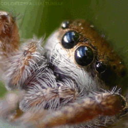 spider - Dreadwood by Jennifer Killick